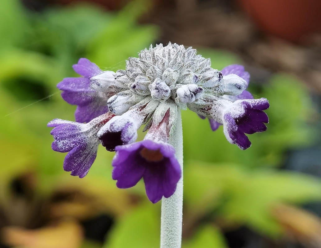 Primula capitata ssp mooreana